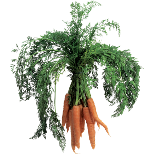 Carrot PNG image-4987